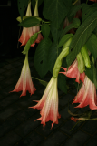 Brugmansia suaveolens 'Pink Beauty' RCP9-09 064.jpg